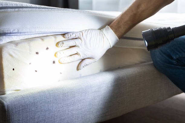 Trusted Chestnut Ridge, NY Pest Control Experts